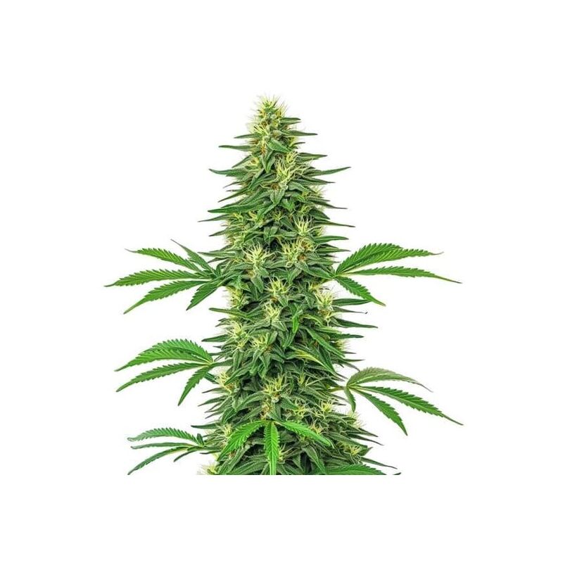 Alien OG, Фасовка: 3+1